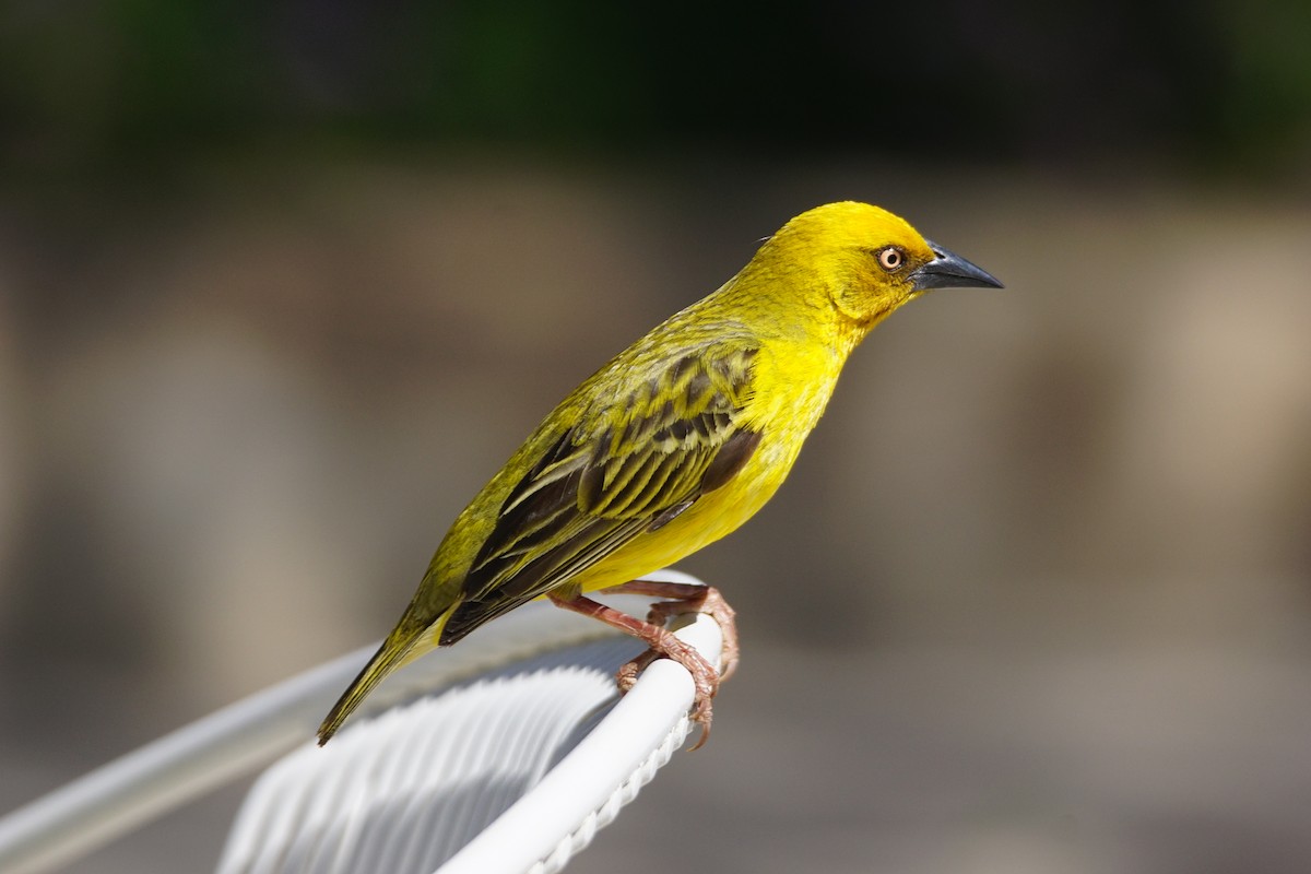 Southern Masked-Weaver - ML642901083