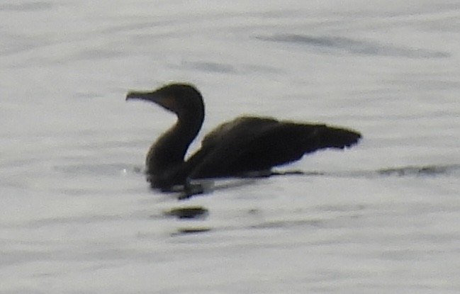 European Shag - ML642901084