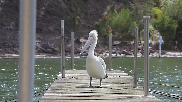 Australian Pelican - ML642901087