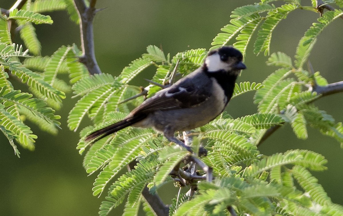 Somali Tit - ML642901088