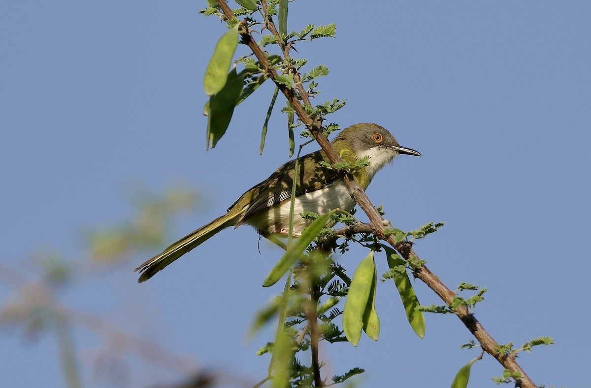 Yellow-breasted Apalis (Brown-tailed) - ML642901093