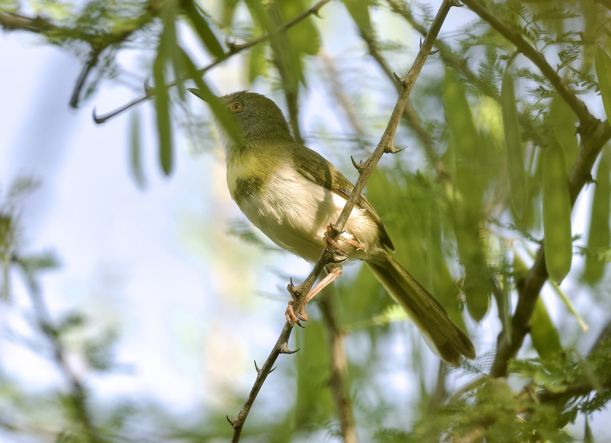 Yellow-breasted Apalis (Brown-tailed) - ML642901094