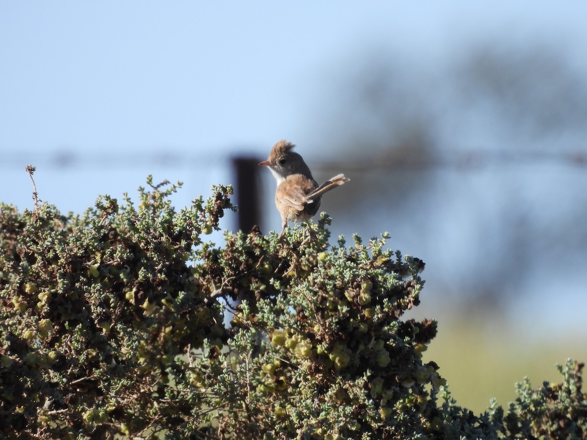 White-winged Fairywren - ML642901098