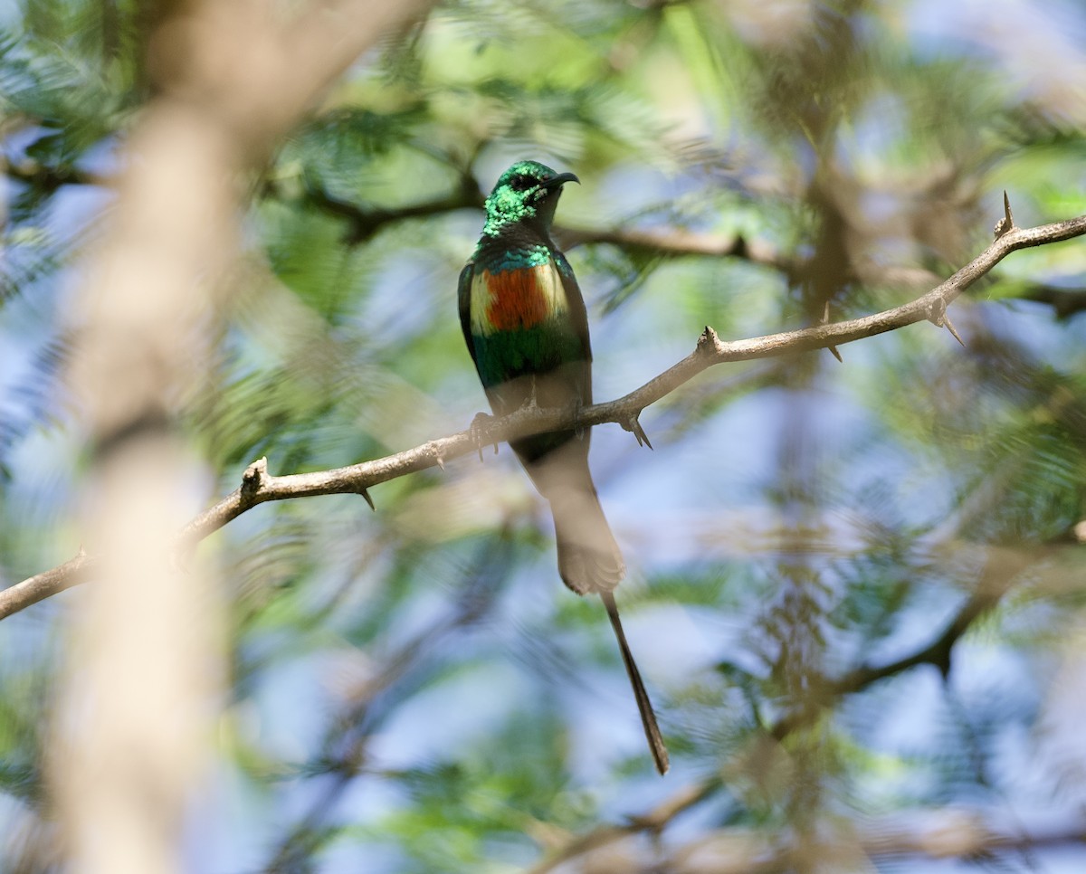 Beautiful Sunbird - ML642901103