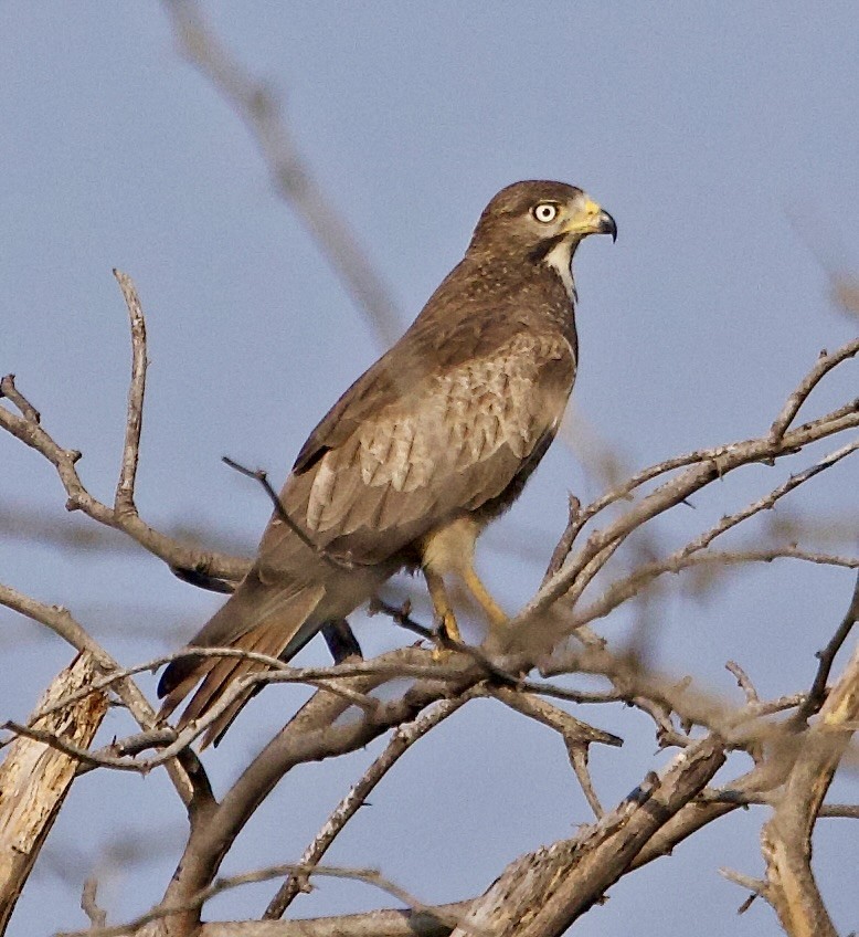 White-eyed Buzzard - ML642901111