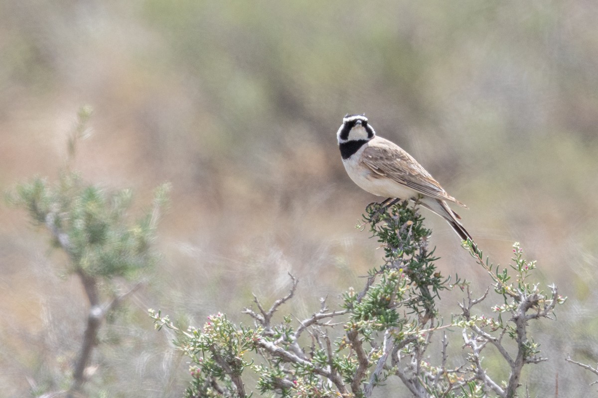 Horned Lark (Brandt's) - ML642901112