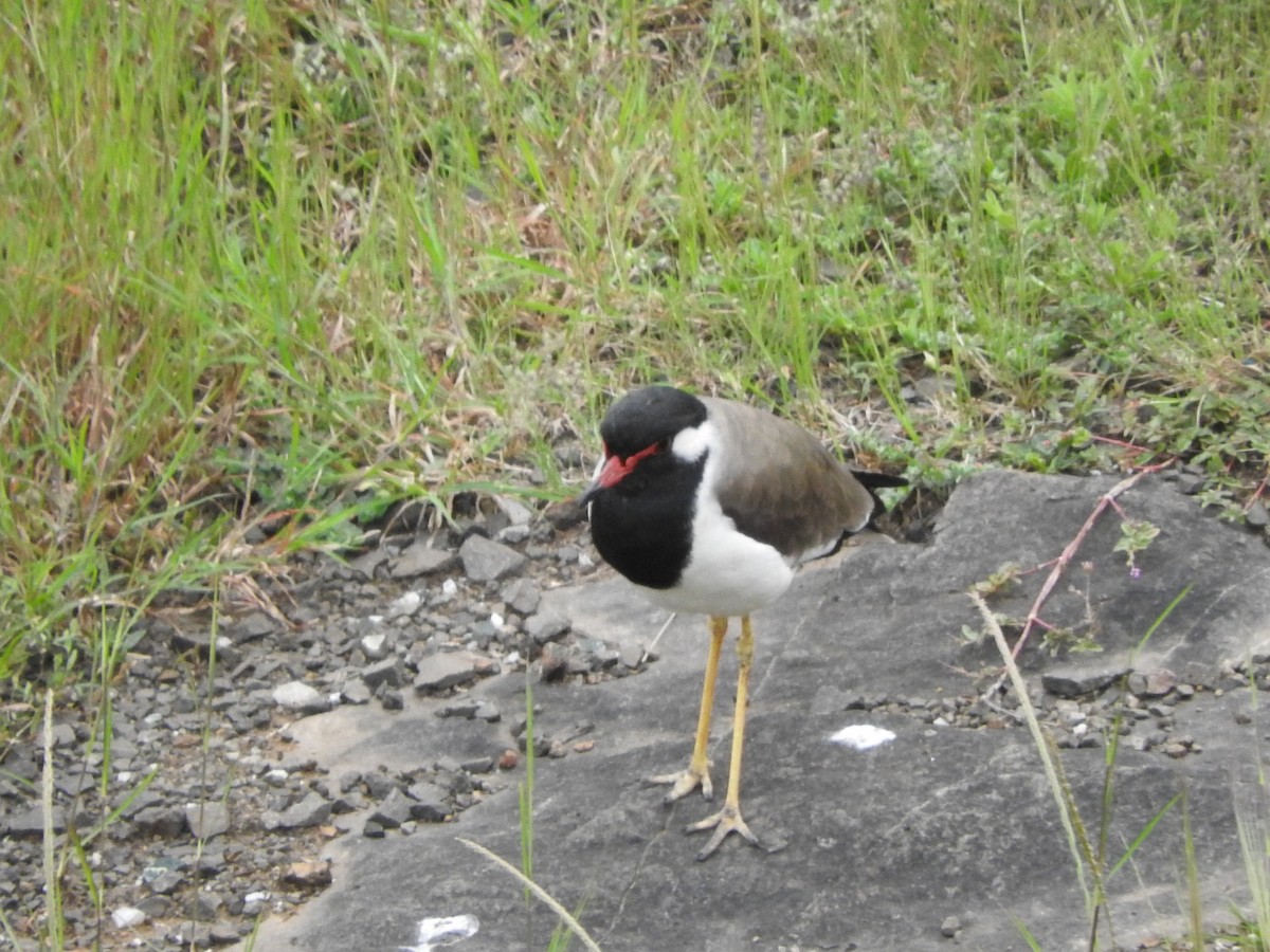 Red-wattled Lapwing - ML642901116