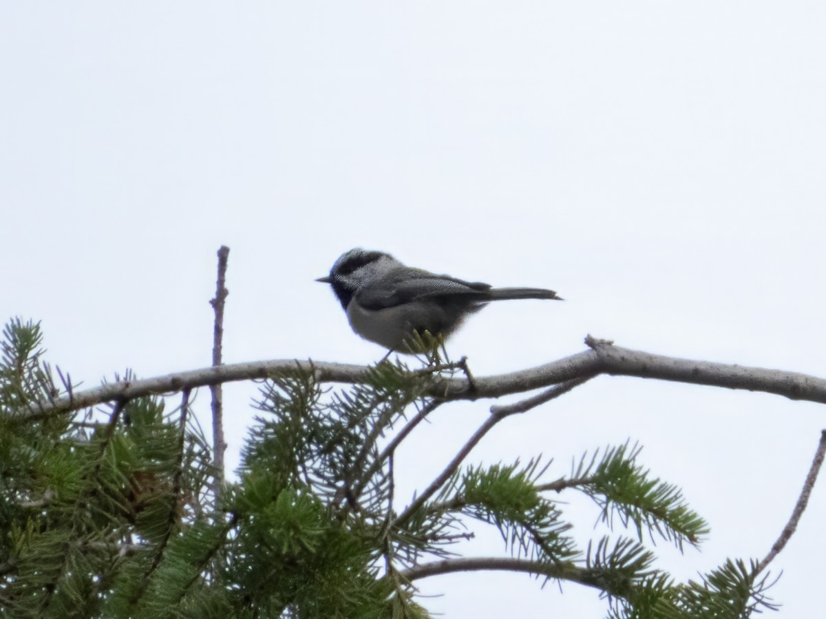 Mountain Chickadee - ML642901121