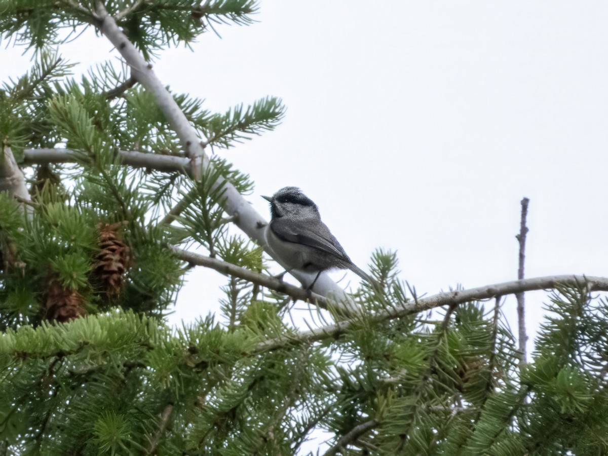 Mountain Chickadee - ML642901122