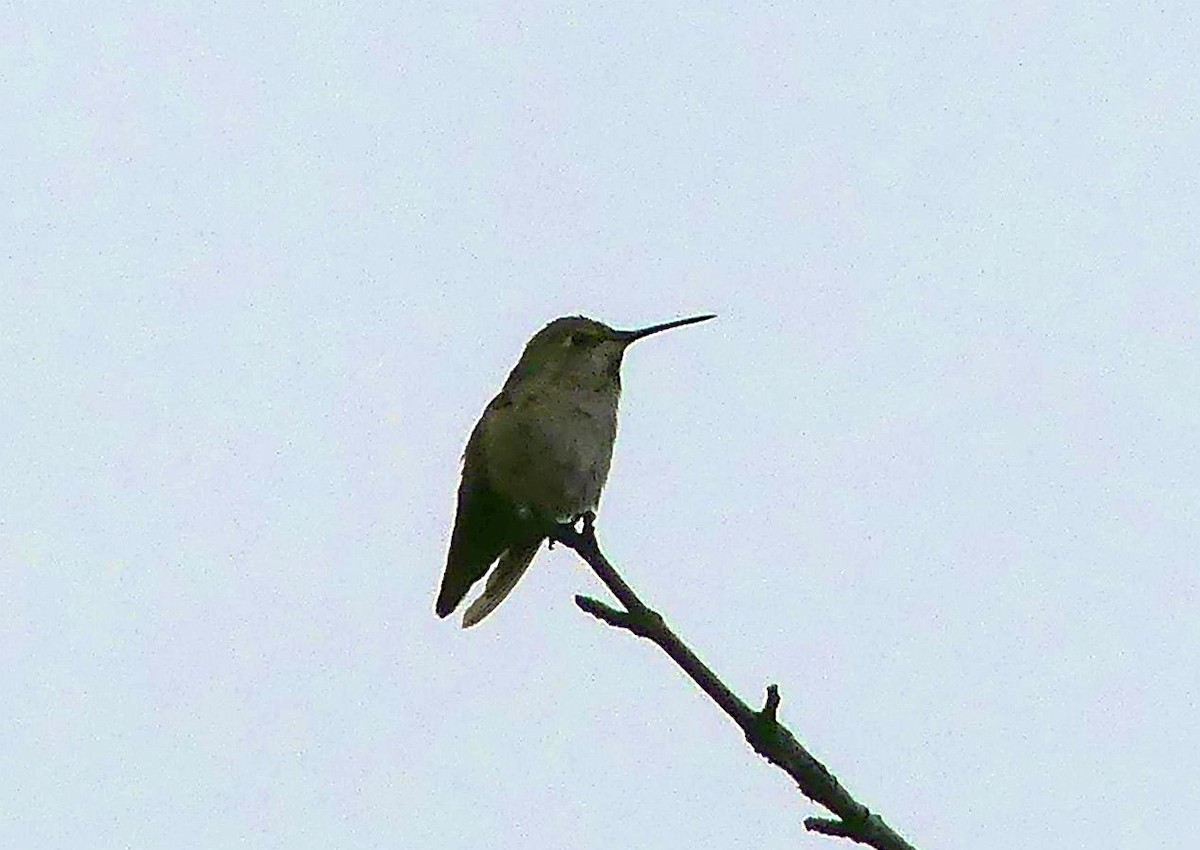 Anna's Hummingbird - ML642901124