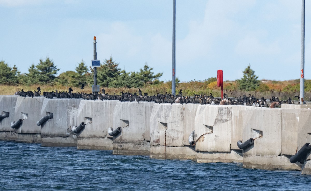 Ubarroi belarriduna - ML642901127