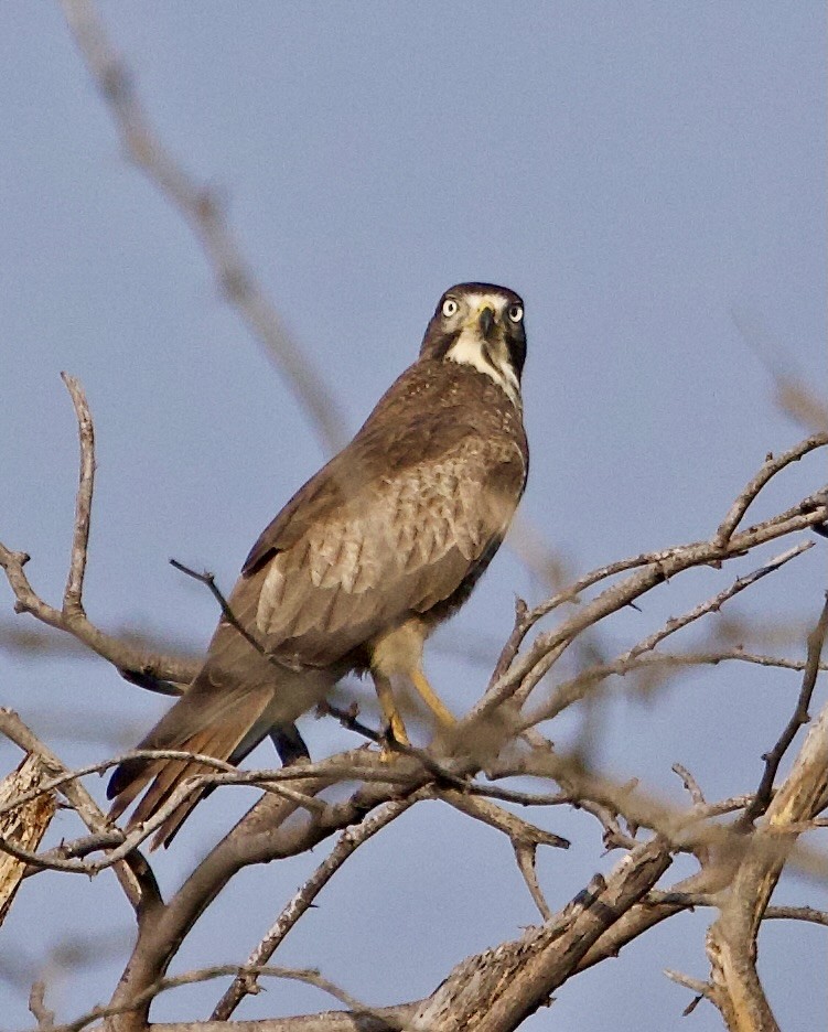 White-eyed Buzzard - ML642901130
