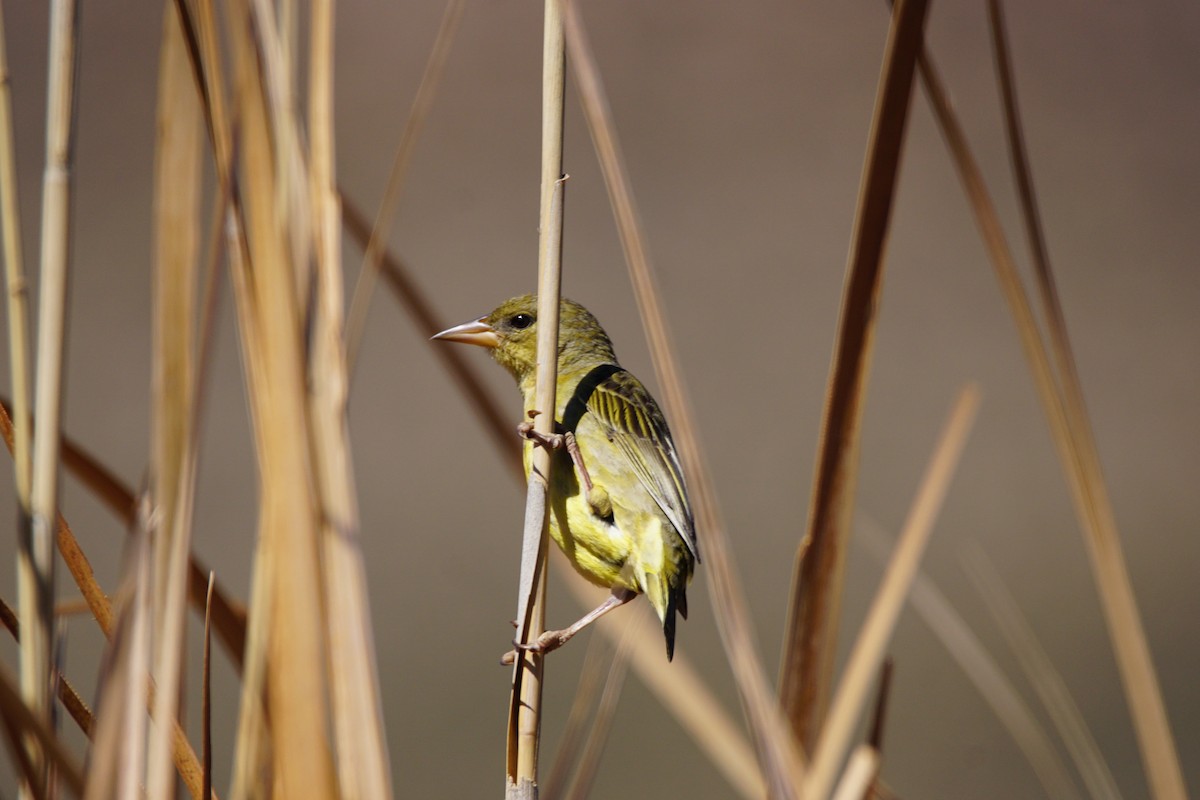 Cape Weaver - ML642901140