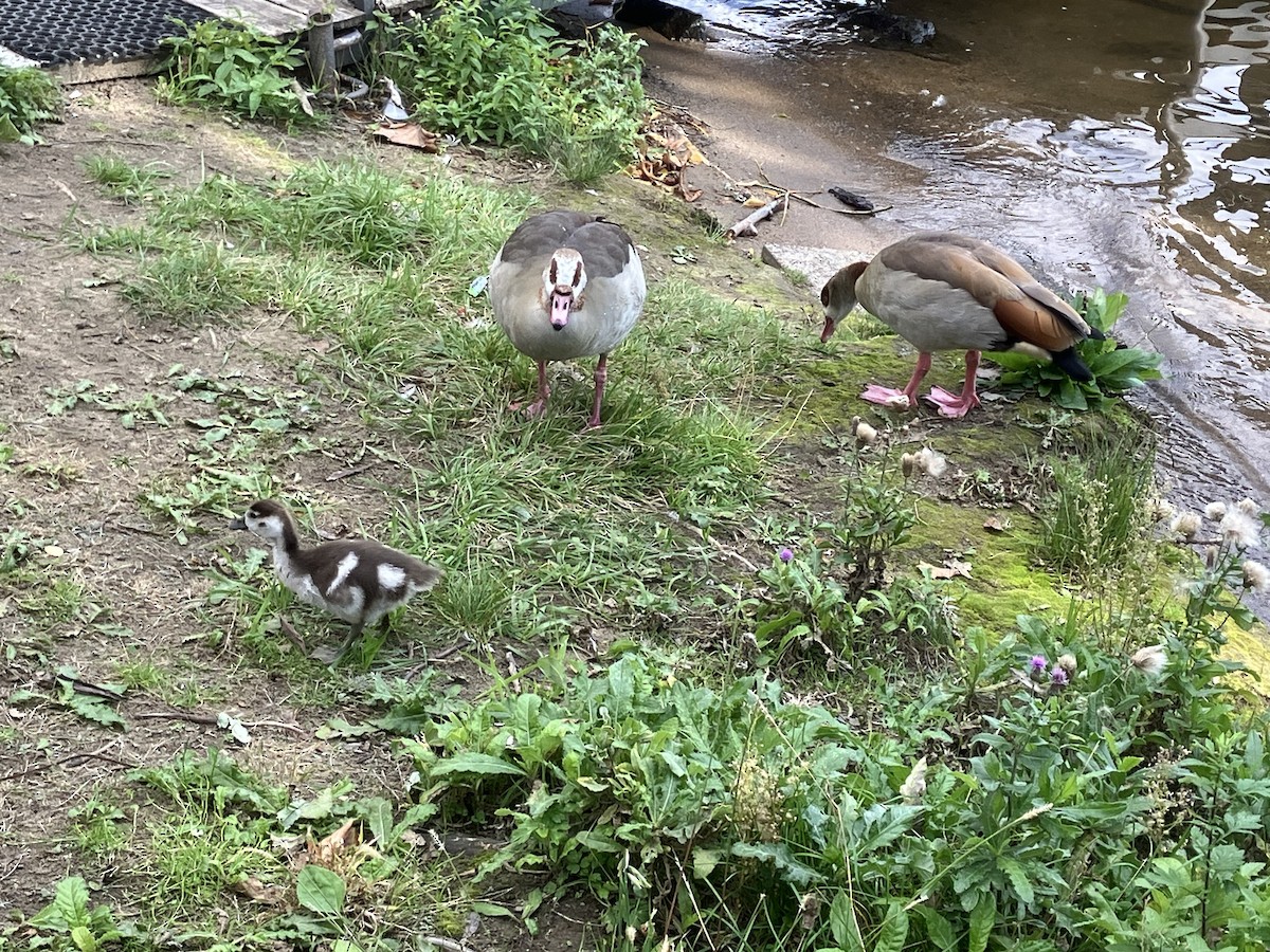 Egyptian Goose - ML642901145
