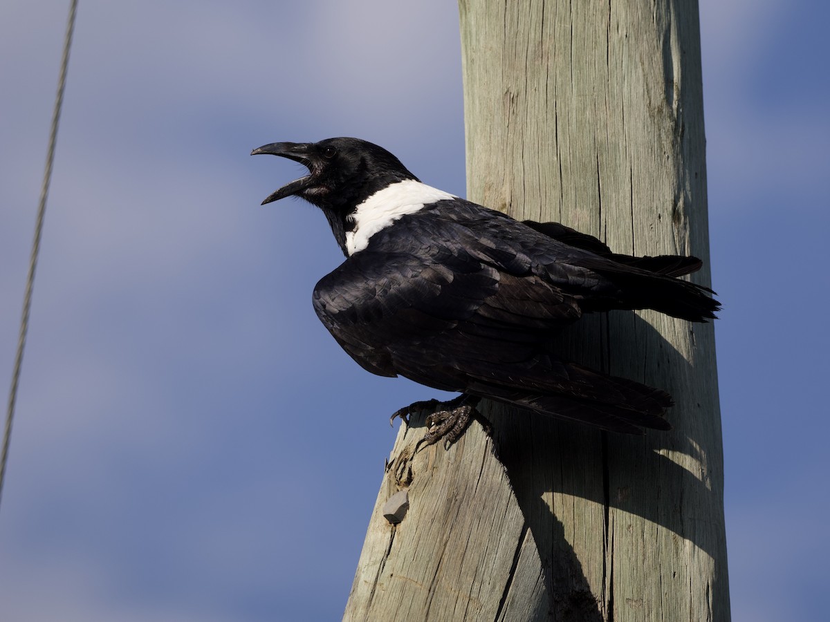 Pied Crow - ML642901146
