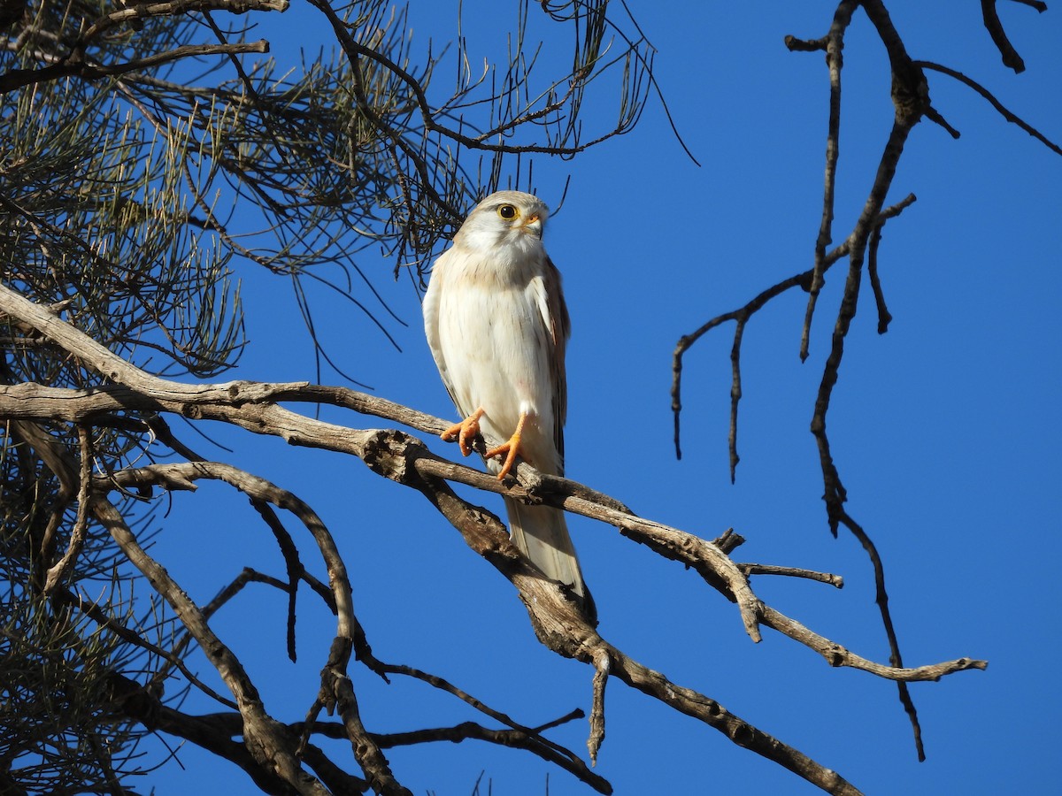 Nankeen Kestrel - ML642901147