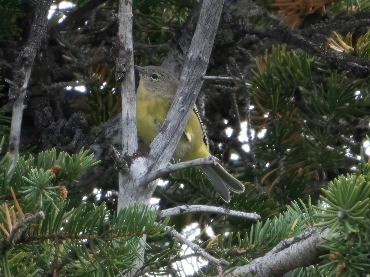 Orange-crowned Warbler - ML642901152
