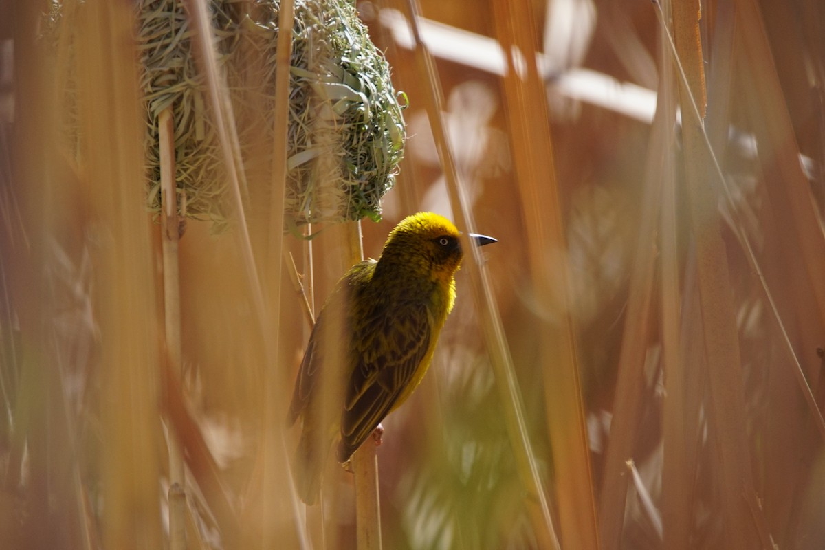 Cape Weaver - ML642901166