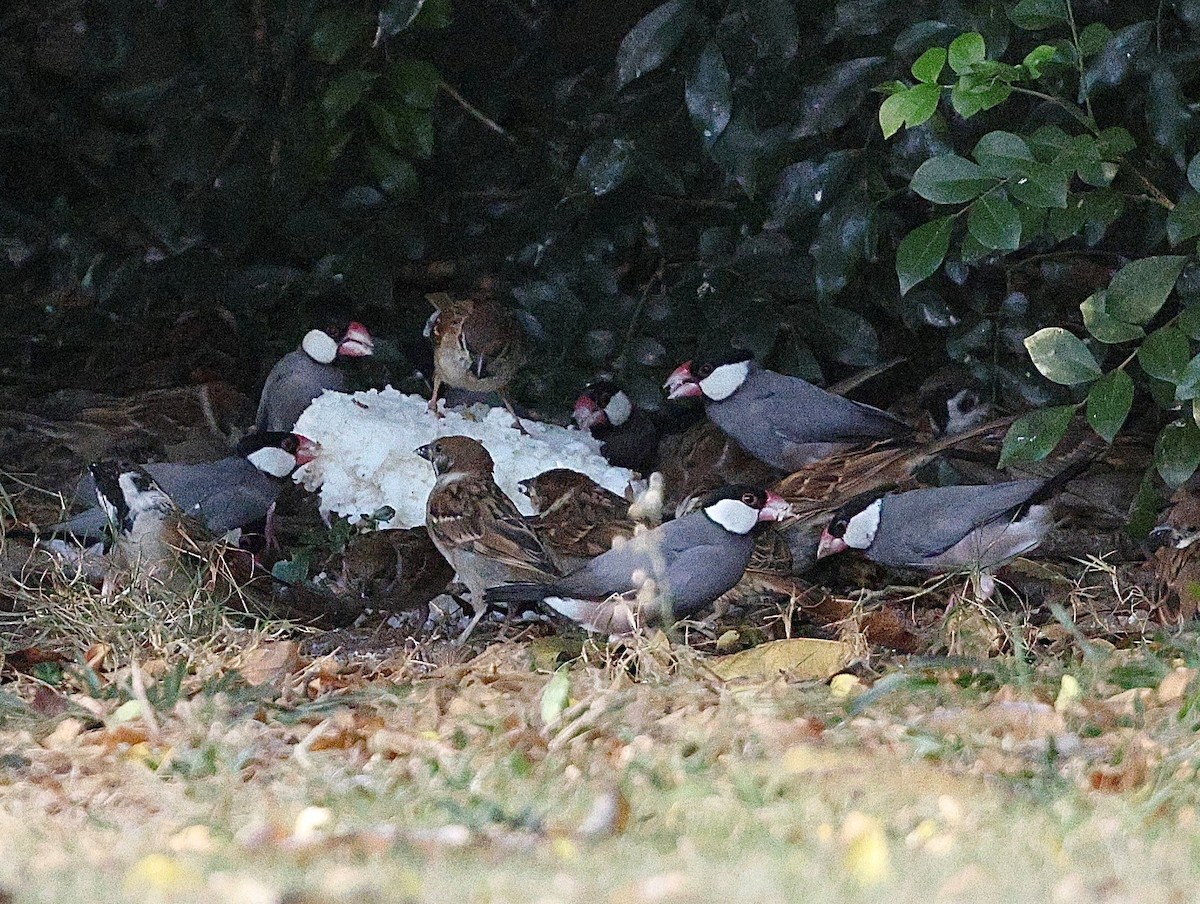 Java Sparrow - ML642901168