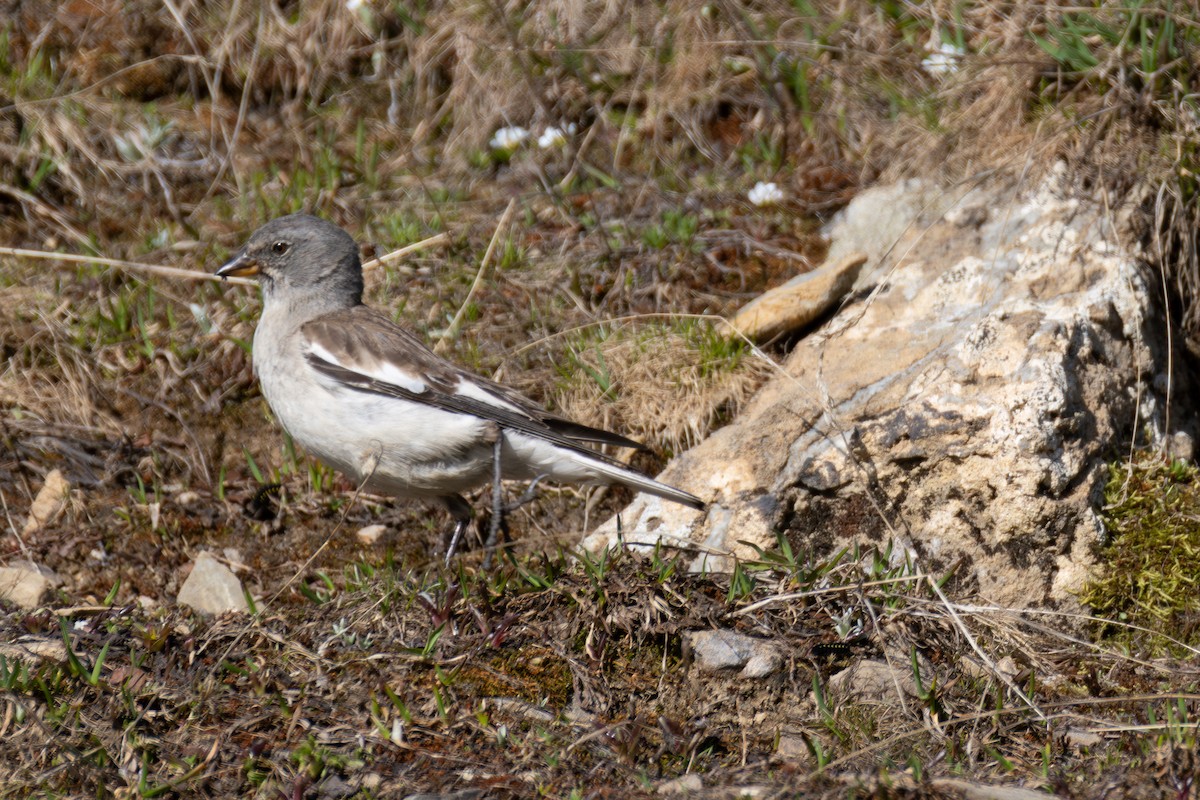 White-winged Snowfinch - ML642901169