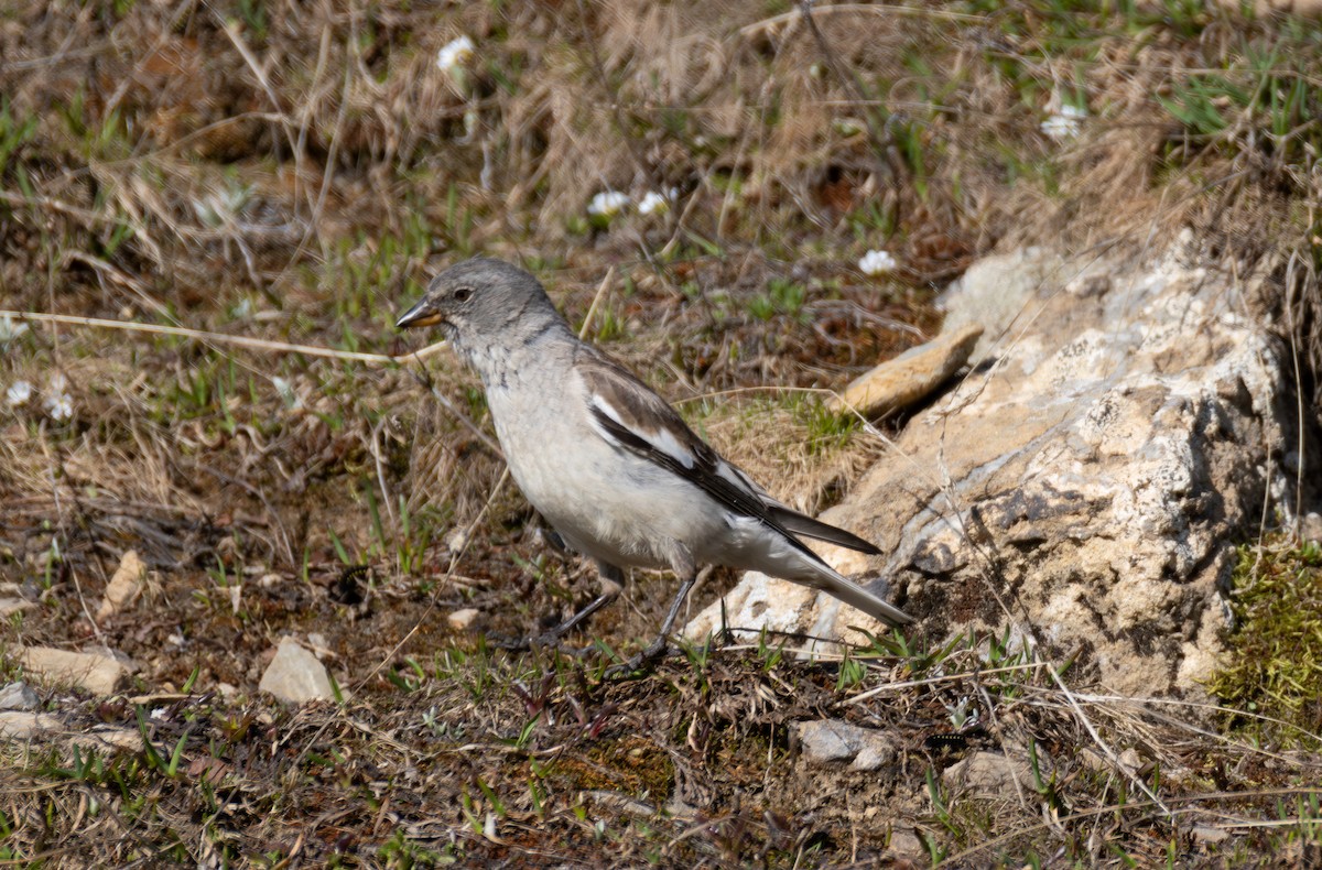 White-winged Snowfinch - ML642901170
