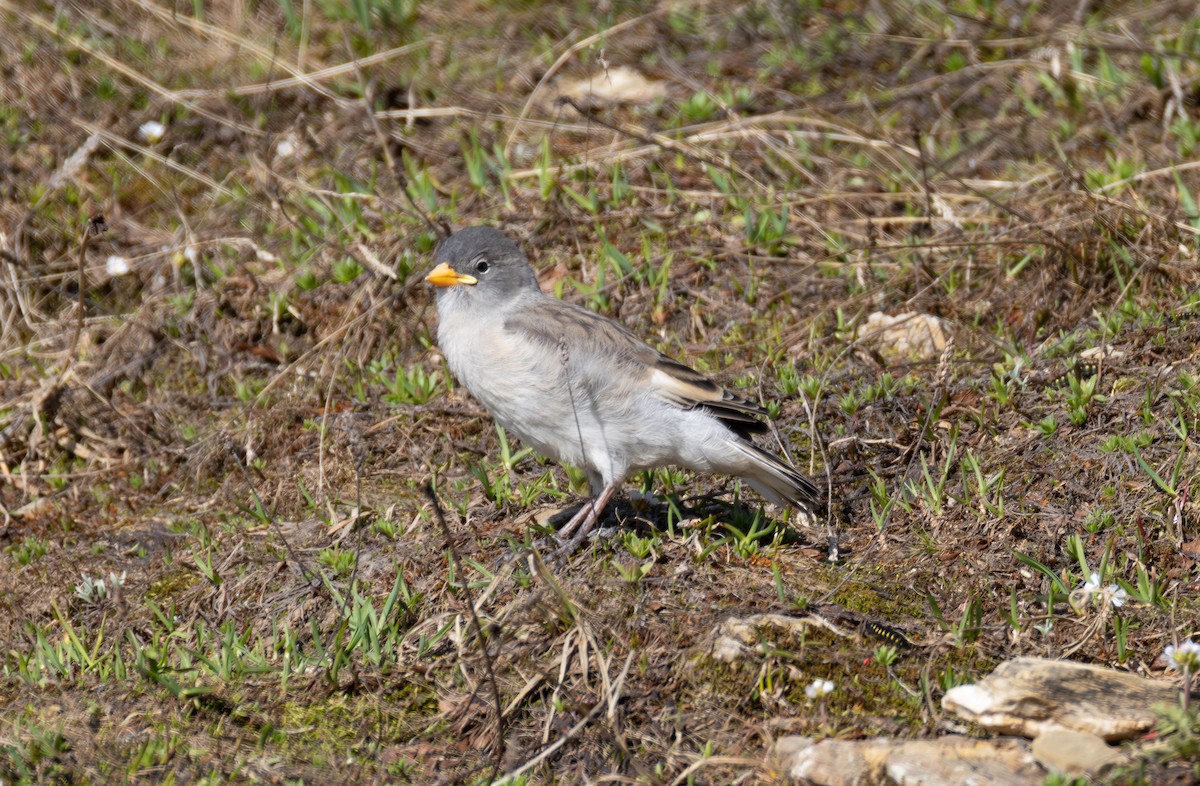 White-winged Snowfinch - ML642901171