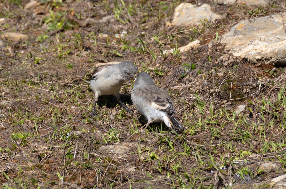 White-winged Snowfinch - ML642901172
