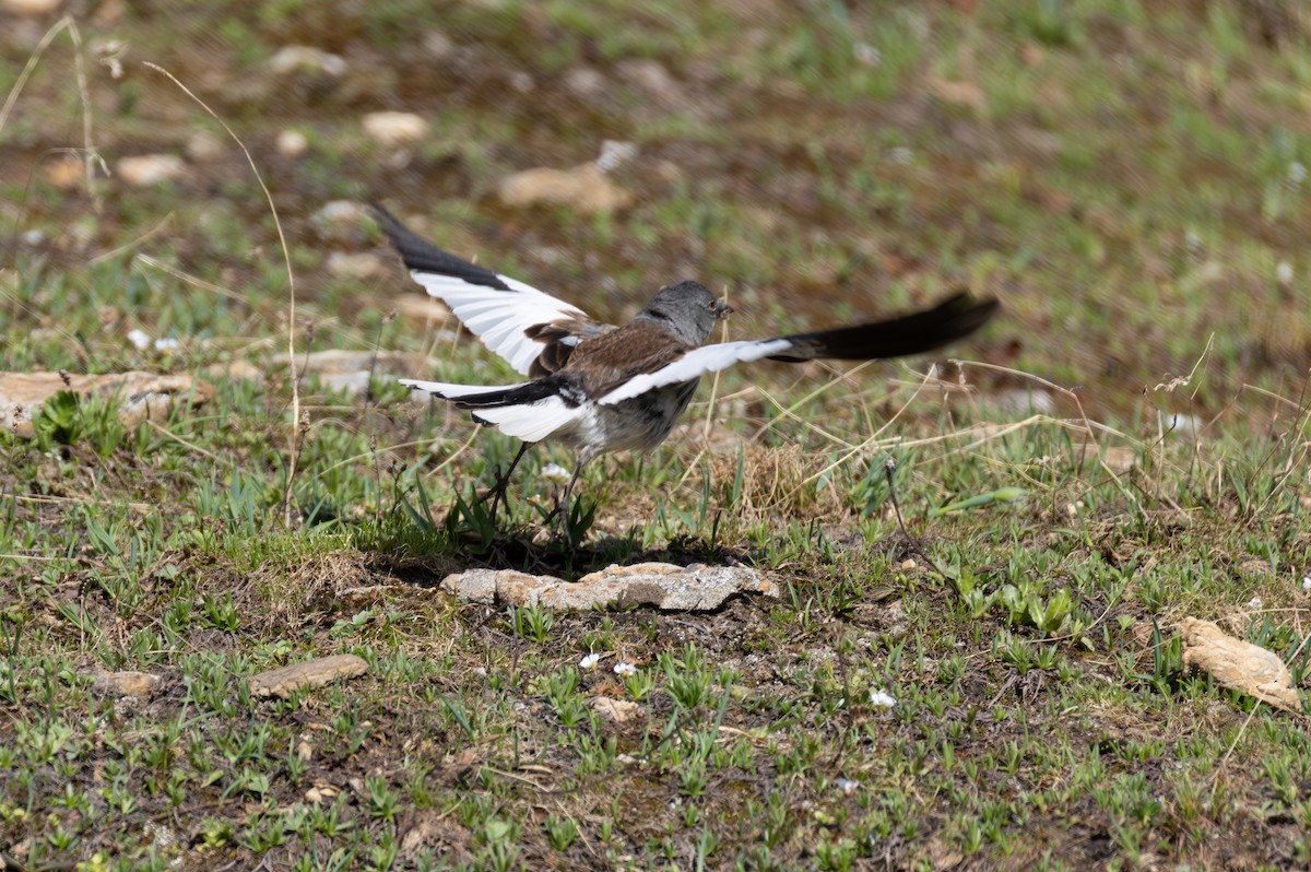 White-winged Snowfinch - ML642901173