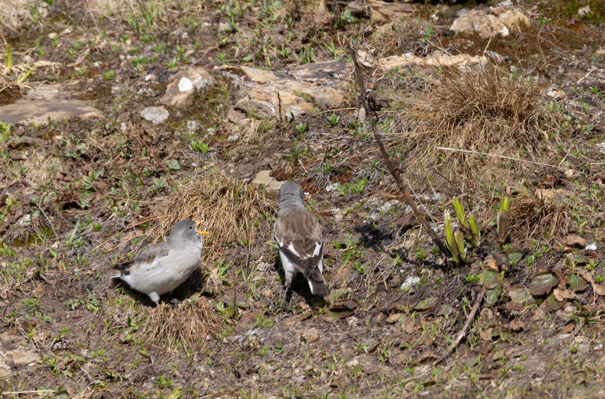 White-winged Snowfinch - ML642901174