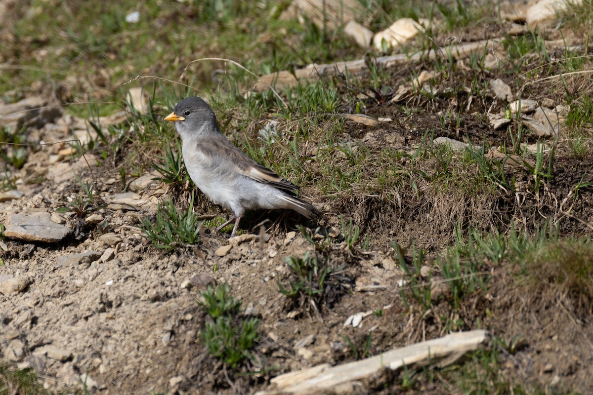 White-winged Snowfinch - ML642901175