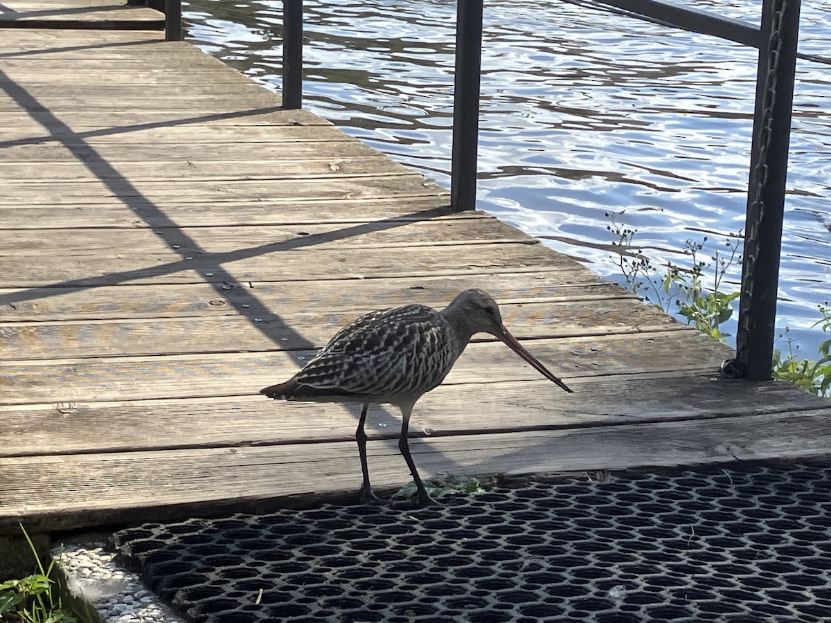 Bar-tailed Godwit - ML642901176