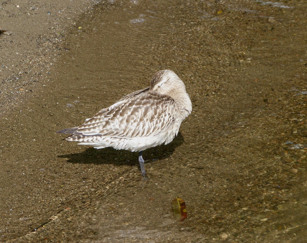 Bar-tailed Godwit - ML642901177