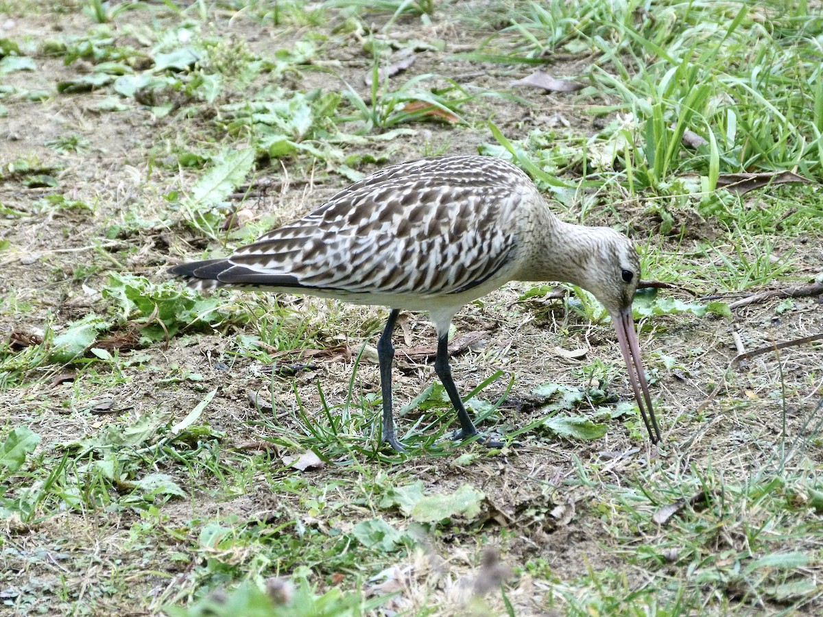 Bar-tailed Godwit - ML642901178