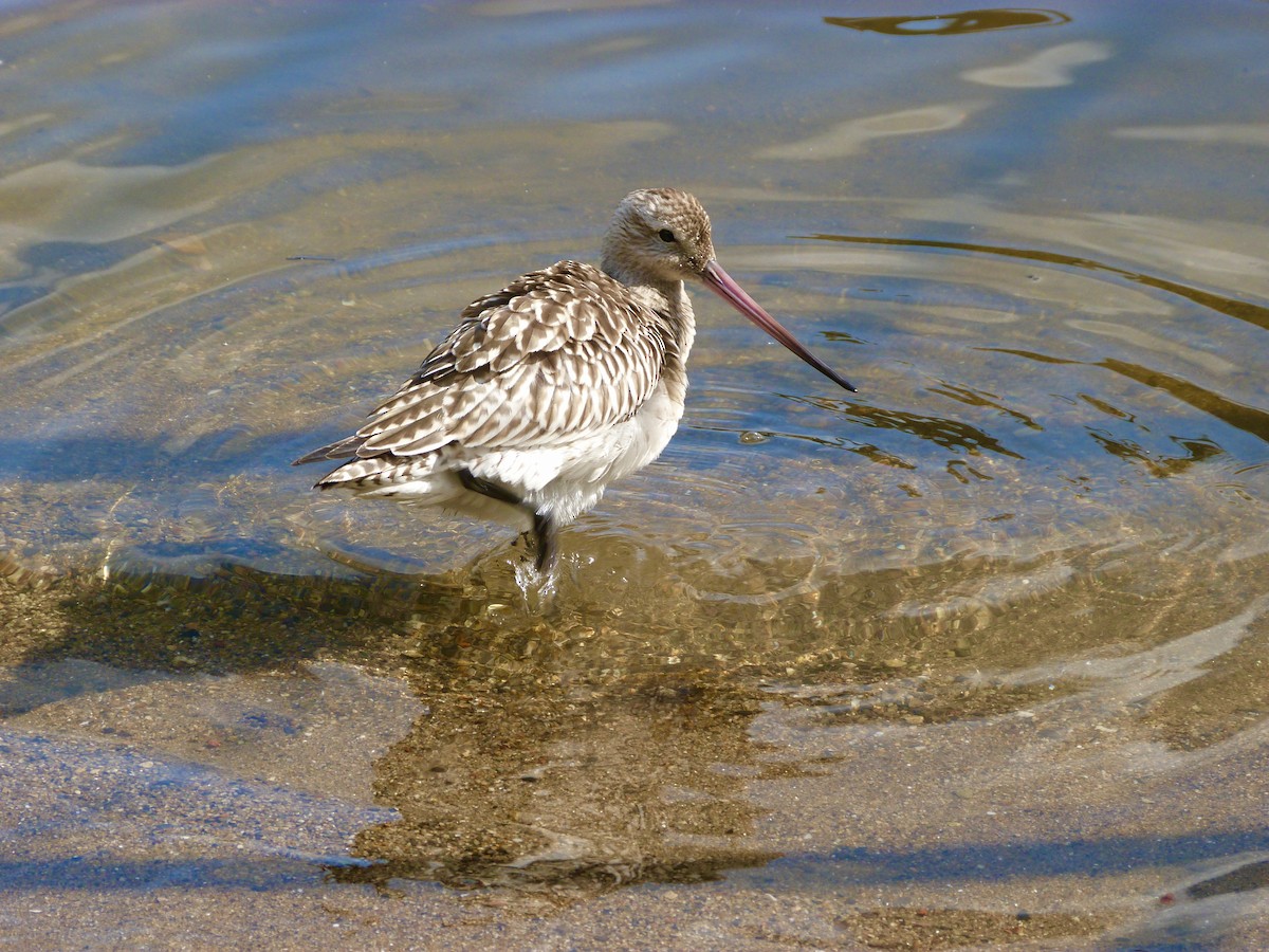 Bar-tailed Godwit - ML642901179