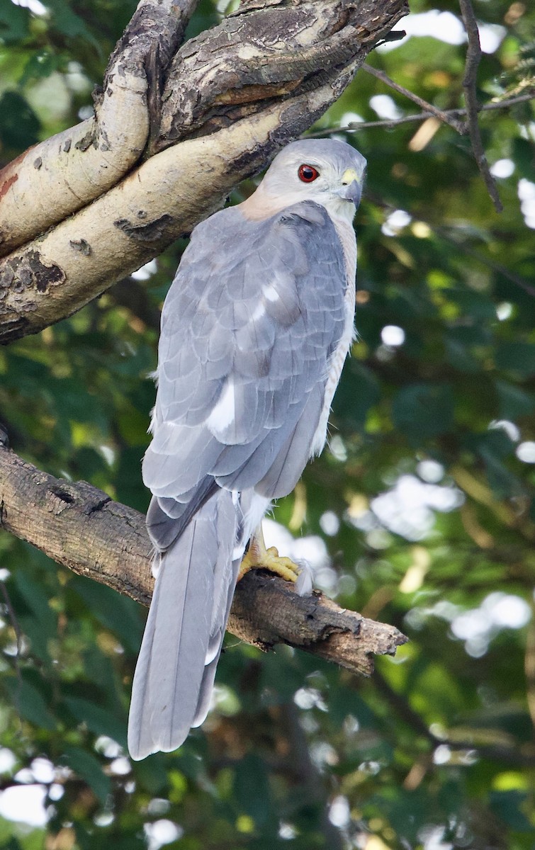 Shikra - ML642901180