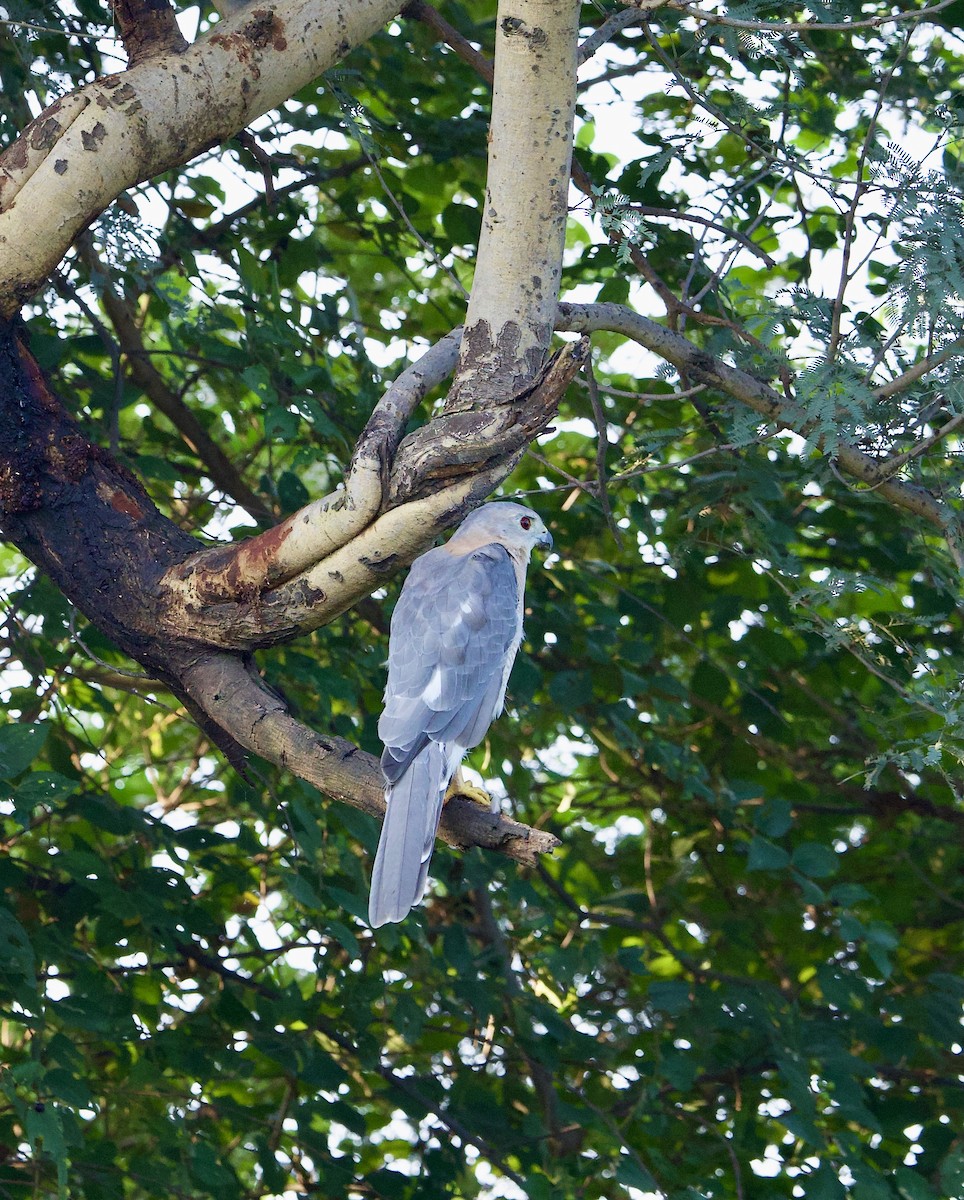 Shikra - ML642901181