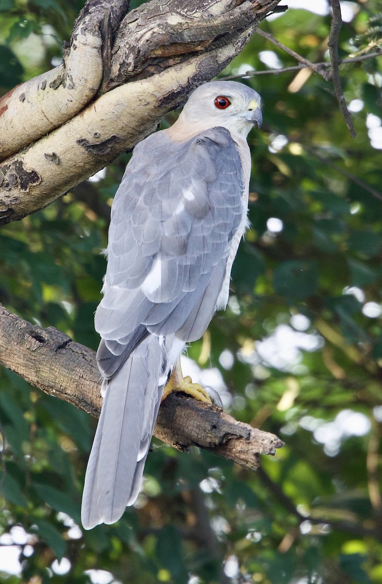 Shikra - ML642901182