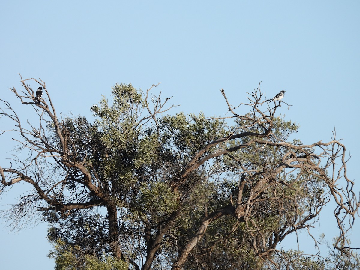 Pied Butcherbird - ML642901183