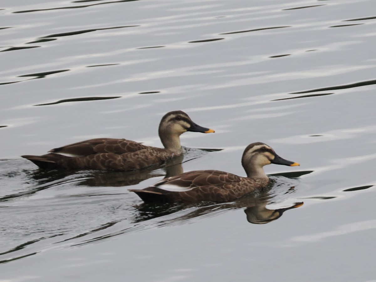 Eastern Spot-billed Duck - ML642901190