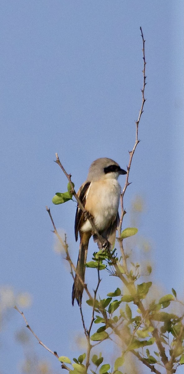 ťuhýk královský - ML642901192