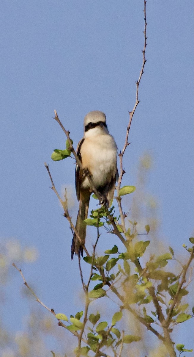 ťuhýk královský - ML642901194