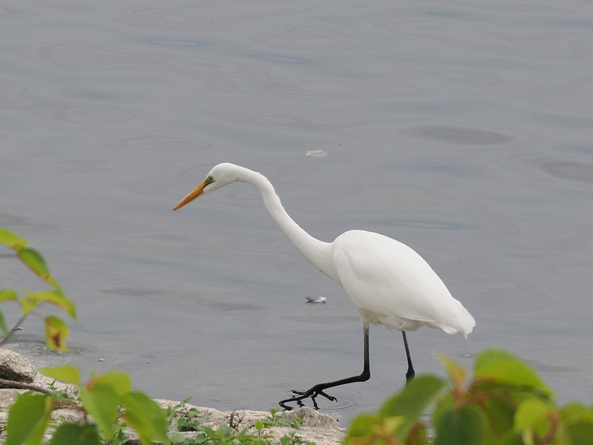 Great Egret - ML642901195