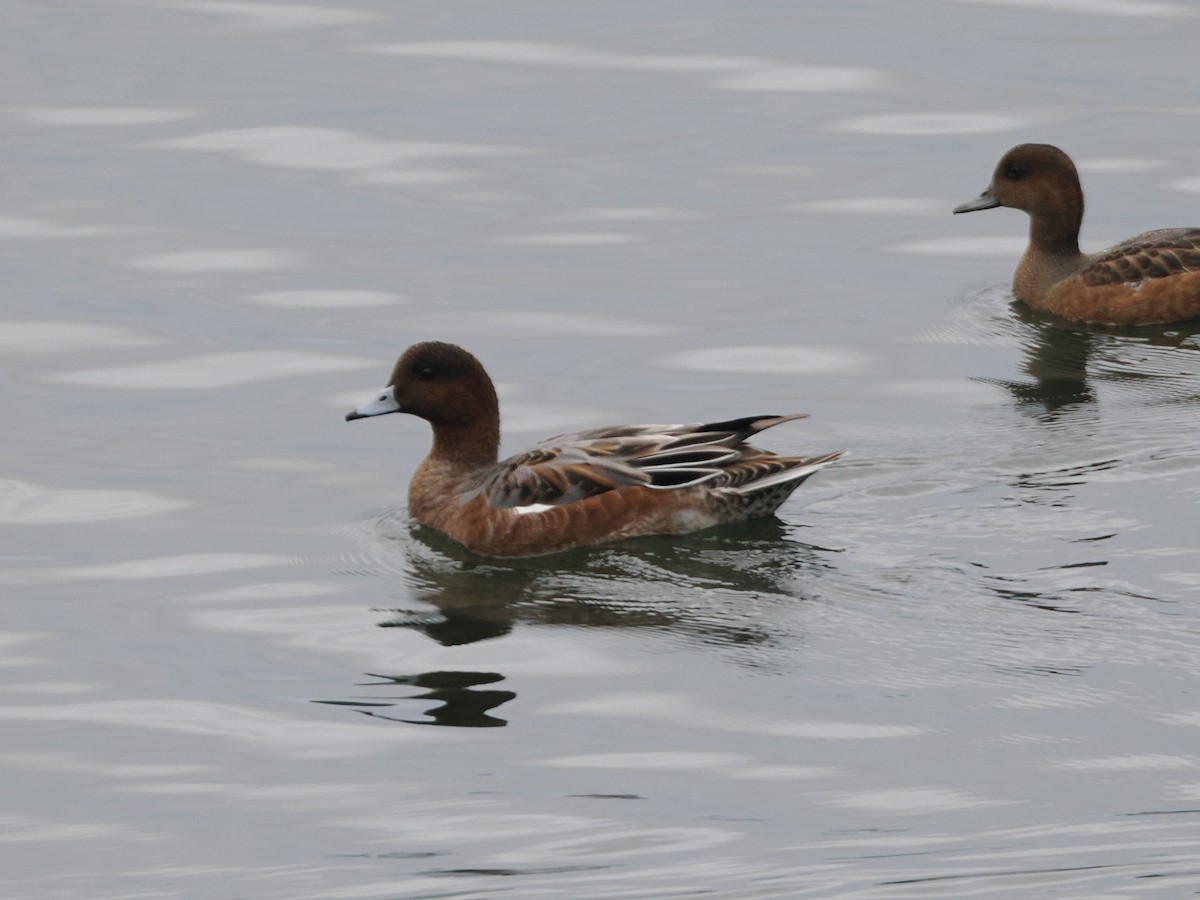 Eurasian Wigeon - ML642901201