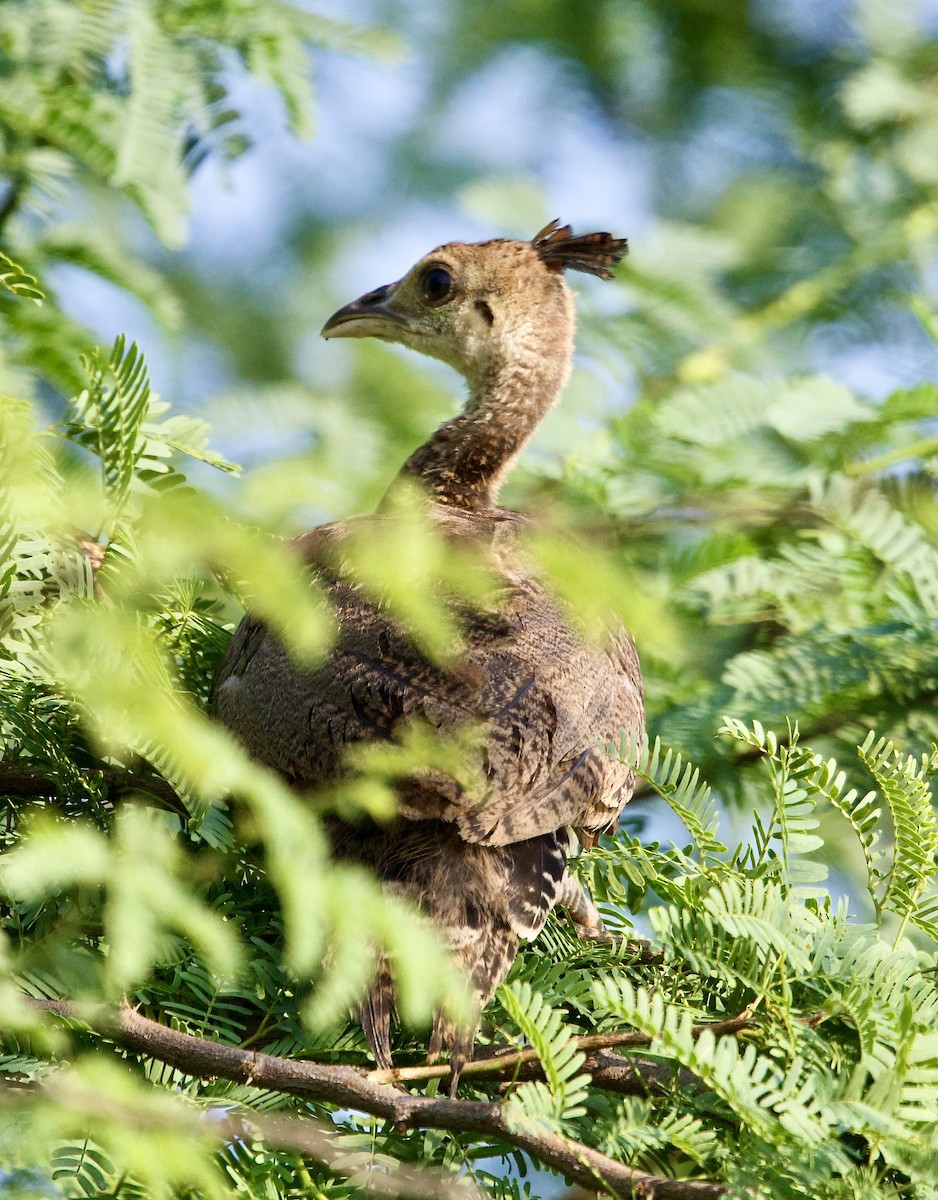 Indian Peafowl - ML642901209