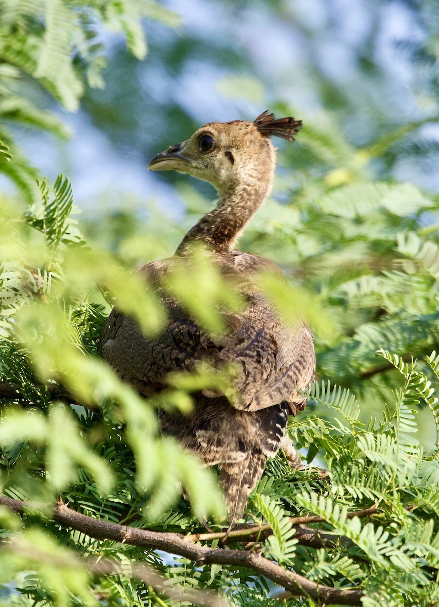 Indian Peafowl - ML642901211