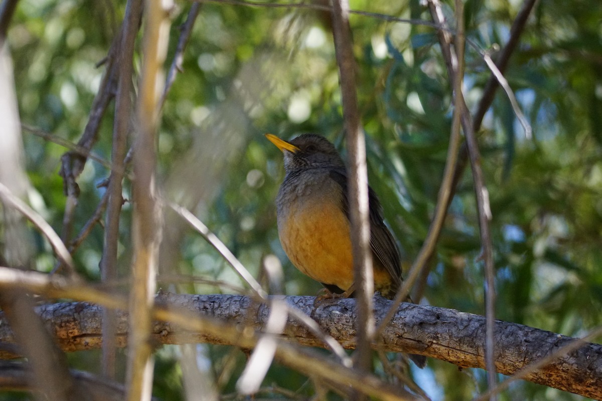 Olive Thrush - ML642901226