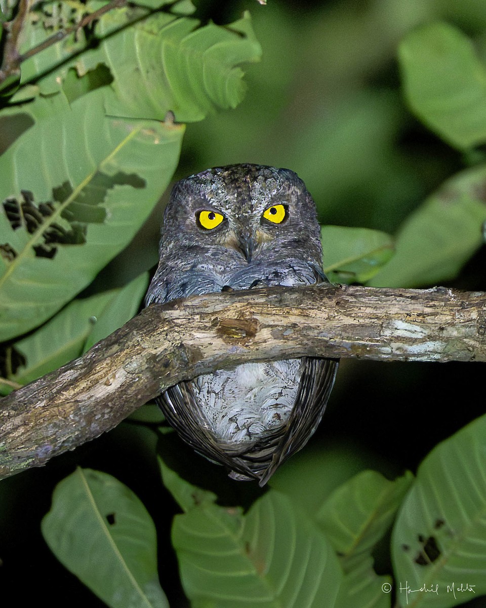 Oriental Scops-Owl (Walden's) - ML642901250