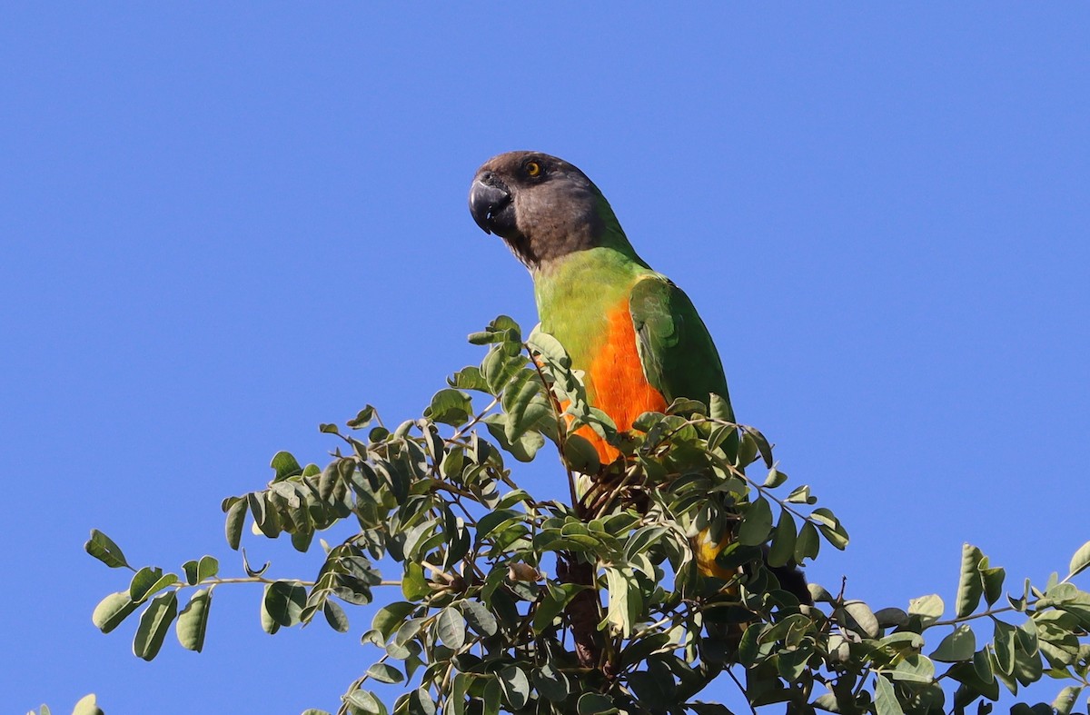 Senegal Parrot - ML642901259