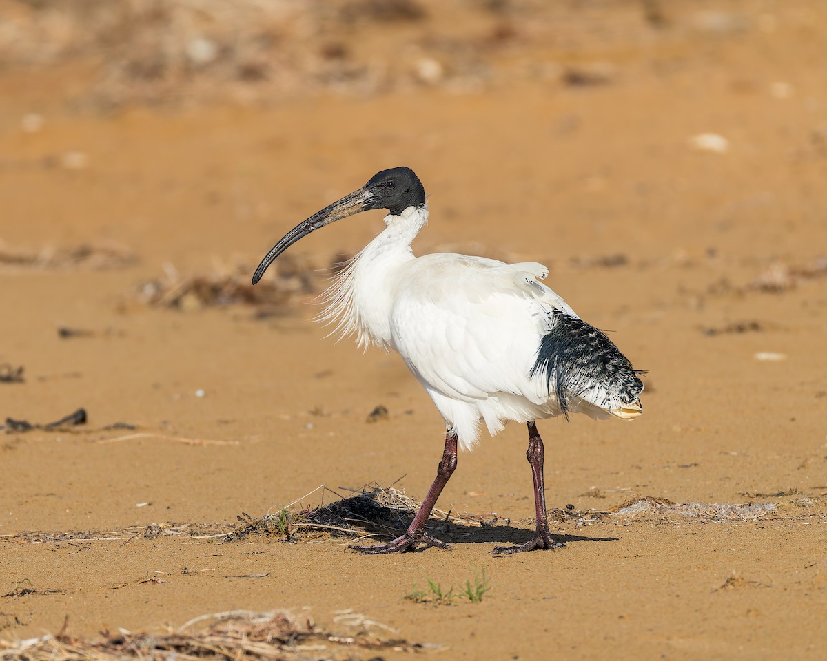 australibis - ML642901268