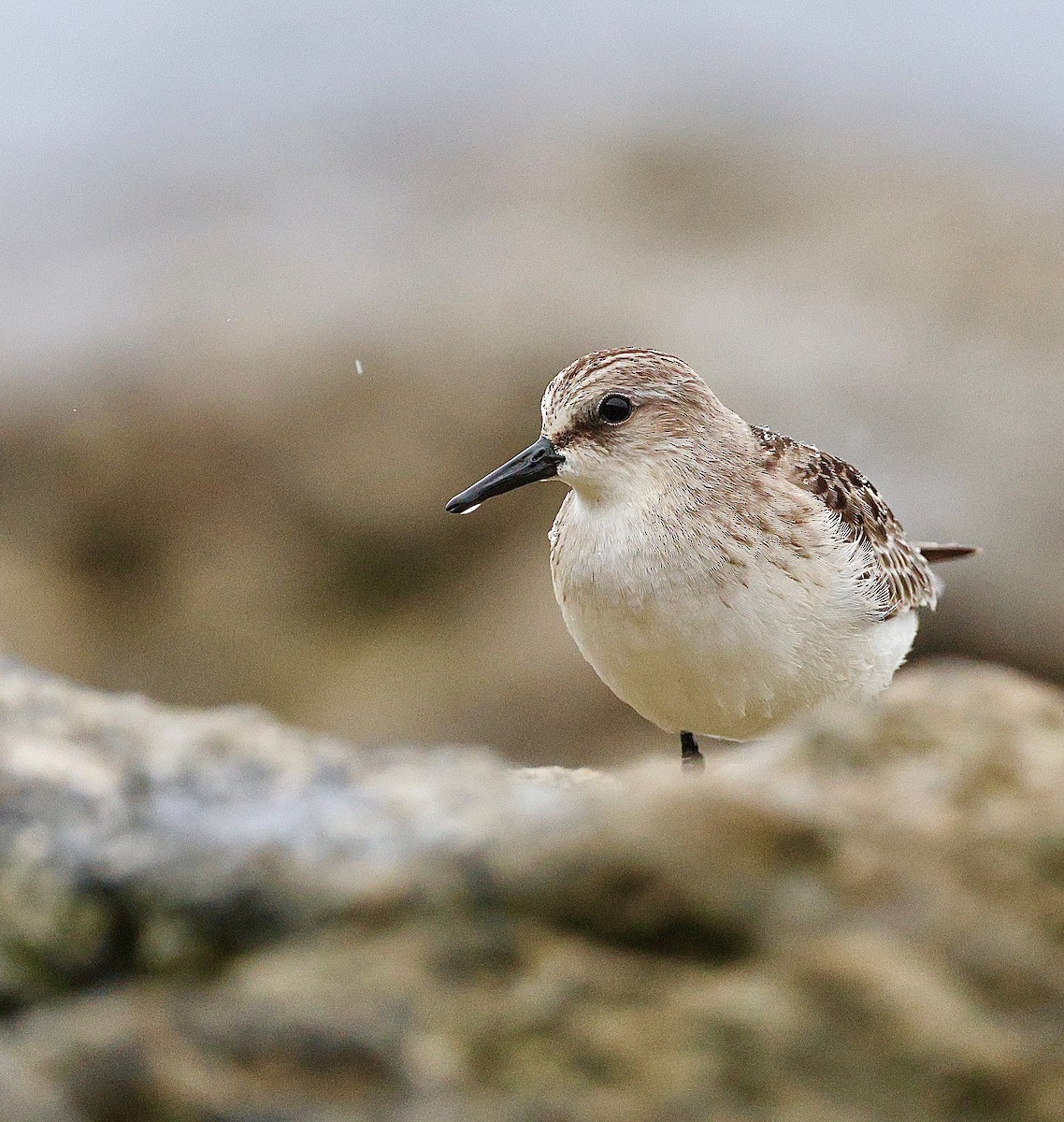 Red-necked Stint - ML642901293